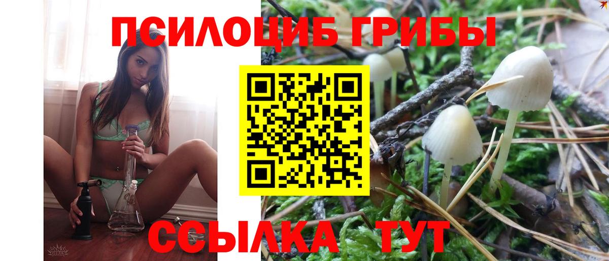 Галлюциногенные грибы Psilocybe Камень-на-Оби